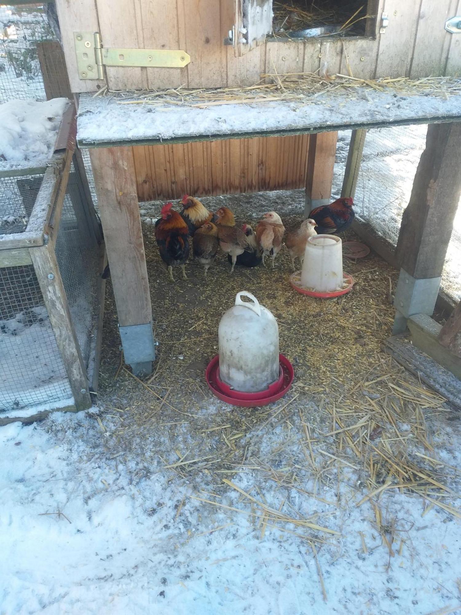 Ferienwohnung Sonnenschein Mit Kleinem Bauernhof Thale Bagian luar foto